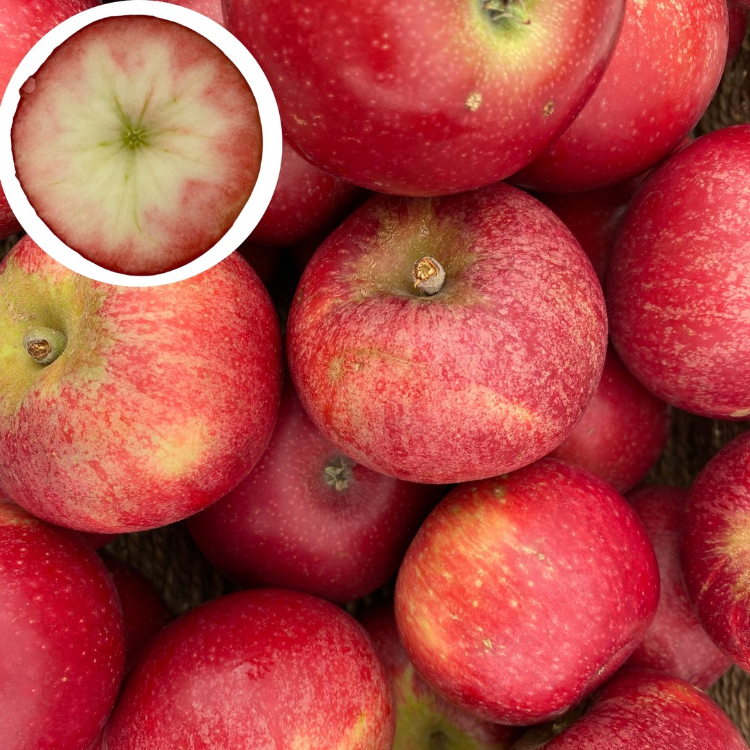 The first of the season English apples have arrived!
Rosette apples from Ringden Farm taste delicious and have a beautiful blush which colours the skin and the flesh giving the cut apple a rosette effect. Now available at both our shops.

#englishapples #farmshop #localproduce